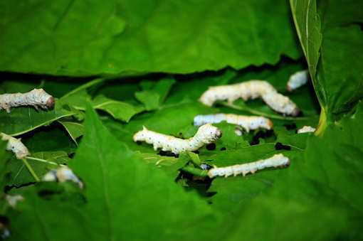 桑叶有哪些功效作用