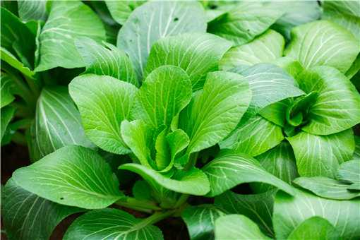 2020�괺����ֲʲô�߲��ʺ�