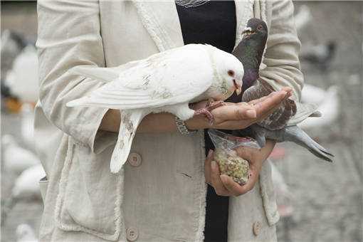 ����Ӫ����ι