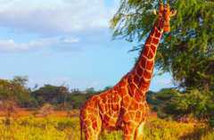 长颈鹿的尾巴有什么作用?有哪些亚种?