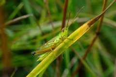 沙漠蝗虫的天敌是什么?2020年该如何做好防控工作?