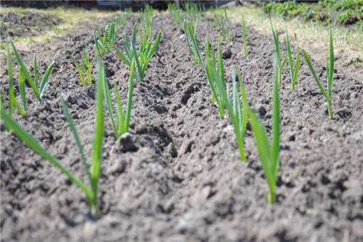 2020��а�������ֲʲô��Ǯ