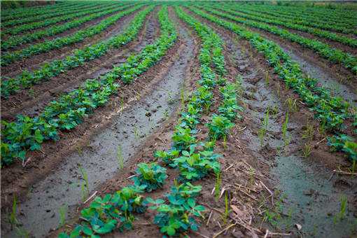 �Ĳ�������ֲ