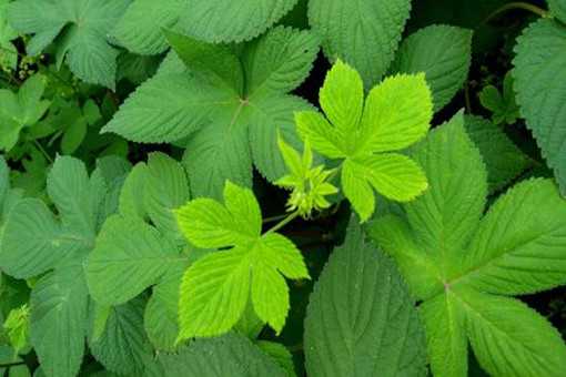 绞股蓝的功效与作用有哪些