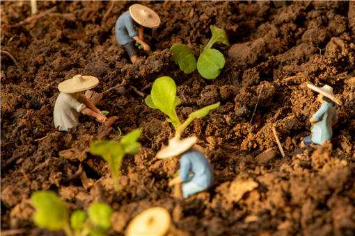 促进农民增收的措施有哪些