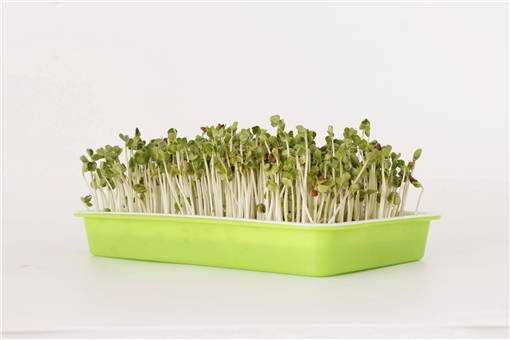 2020年芽苗菜种植前景如何