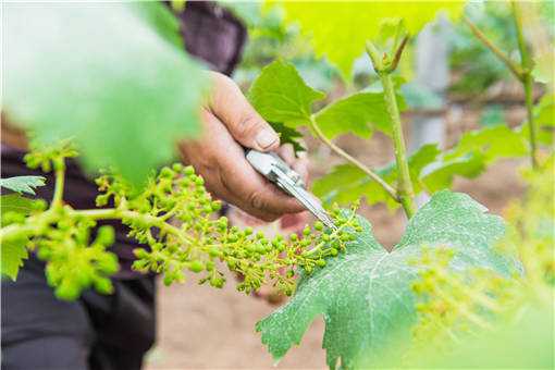 ��ɫ��ҵ�ٽ�ũ�����վ�����ô��