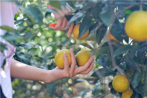 ��ɫ��ҵ�ٽ�ũ������