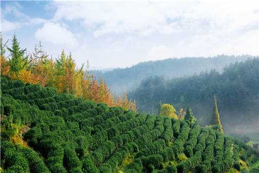 ����԰��ĸ���ֵ�����