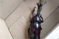 ������һ�����Ǯһֻ������滹�Ǻ��棿��ҧ����