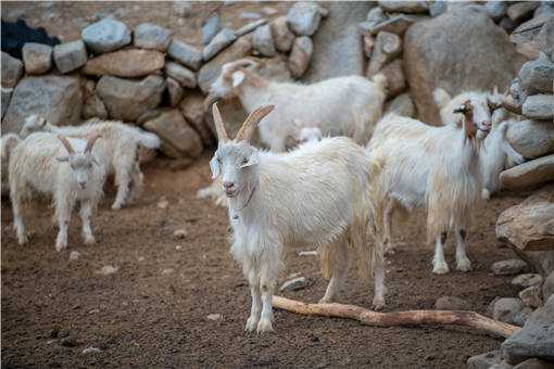 夏季圈养山羊注意事项