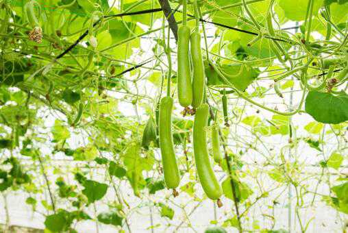 ����«������ͼ