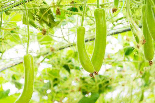 ����«������ͼ