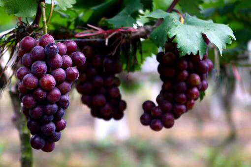 葡萄有哪些品种