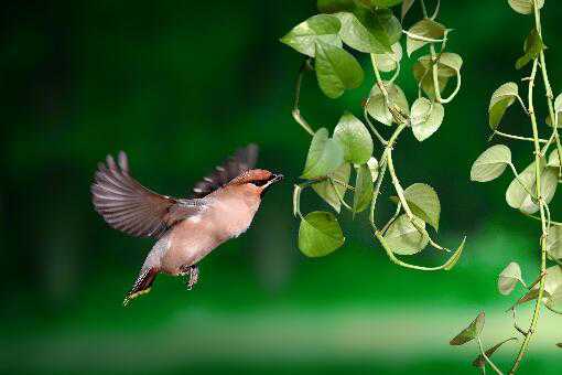 «��������Ǯһֻ