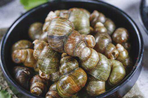 福寿螺和田螺有什么区别