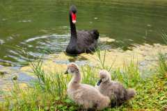 ���ڶ������Ǯһֻ����1000ֻ��ԼͶ�ʶ���Ǯ��