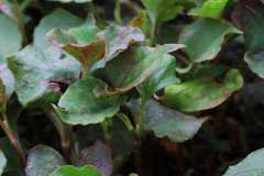 ���Ȳ���ˮ�Ĺ�Ч����������Щ����Щ�˲��ܳԣ�