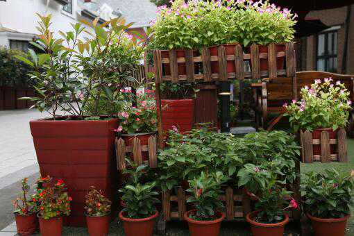 ������ֲ