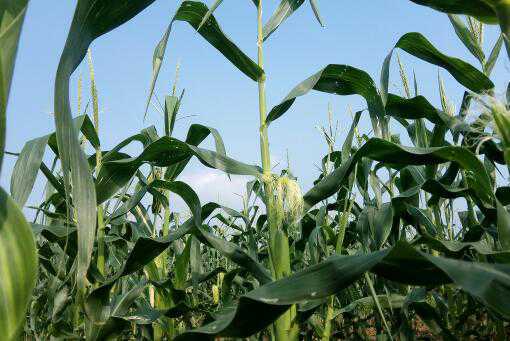 2021年玉米价格走势