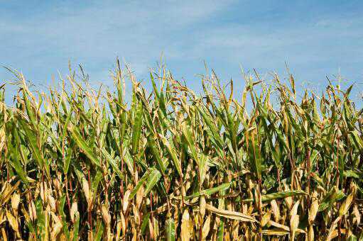 现在玉米价格多少钱一斤