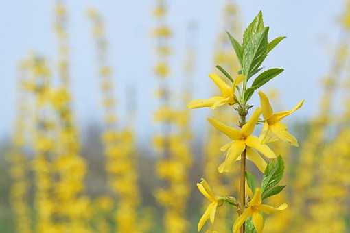 С���̵�<a href='https://www.yangji120.com/life/list-90/' target='_blank'><u>����</u></a>��ʲô