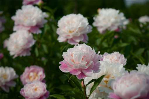 ��ҩ������ֳ������ע������