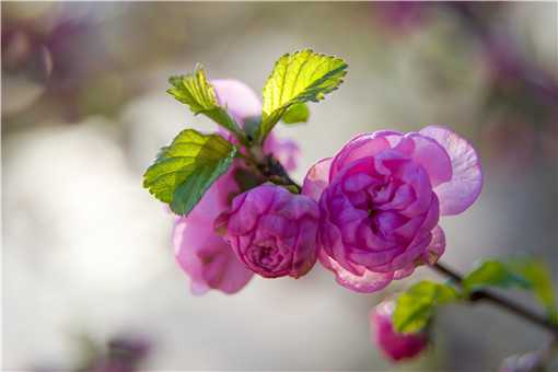 ��ҩ����ֳע������