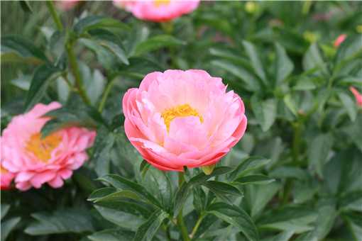 ��ҩ������ֳ����