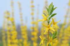 С���̵Ļ�����ʲô����������һ����ҩ��