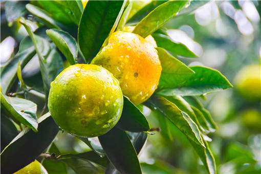 ���ٱ���