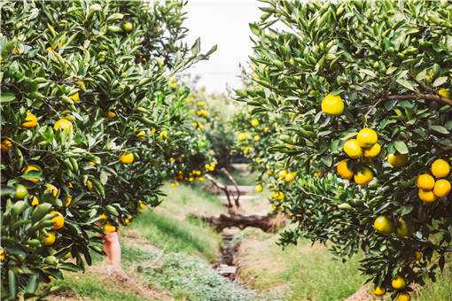 ���ٹҹ���