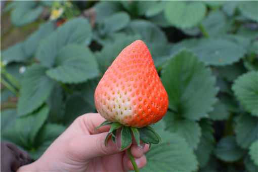 ţ�̲�ݮ��ô�ֳ�����