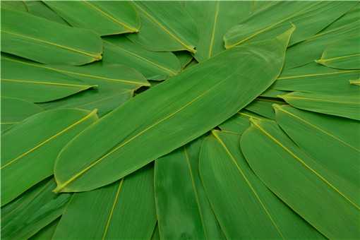 ����Ҷ��ʲôֲ���Ҷ��