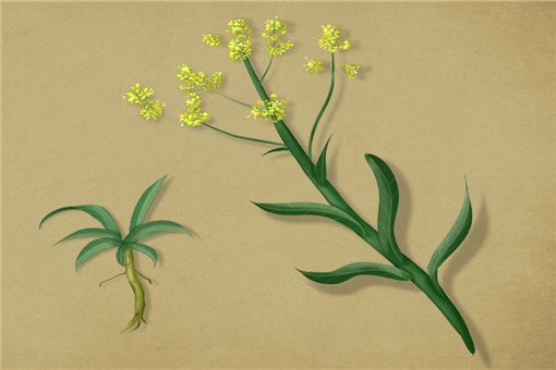 2020-2021年种植什么药材前景好