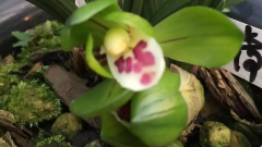 ŨЩƷ