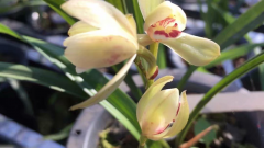 ����������������ֲ