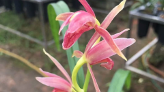 ǰ