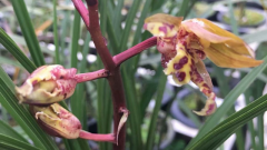 �����Ļ����ж೤ʱ��