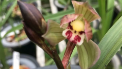 什么样的兰花品种最好