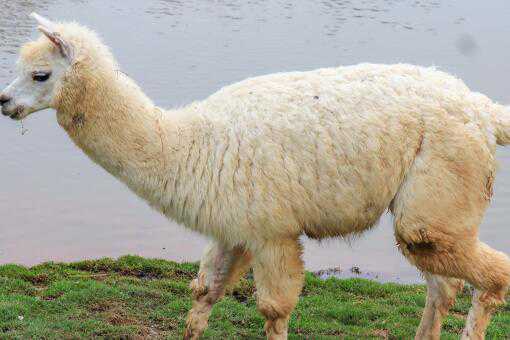 ���������¿�ˮʲô��˼