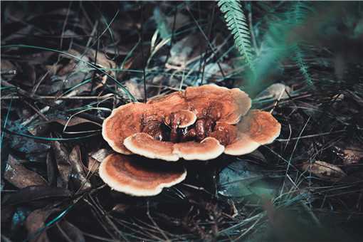 ��֥��ô��