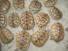 ��Ǯ�����Ǯһֻ