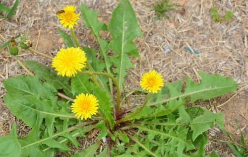 �ѹ�Ӣ�ĺô��ͻ���