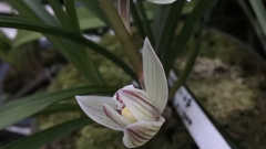 �ļ�����ʲôʱ�򿪻�