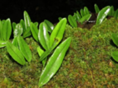 �����ȵĹ�Ч������