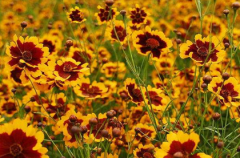 ��ѩ�յĺô��ͻ���