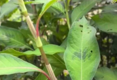 ��ޤ�Ĺ�Ч�����ý���