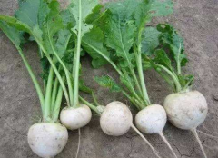 ݼĹЧãݼĽ