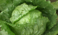 ����������ֲ��ô��ֲ